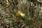 10" Gold Glittery Bristle® Pine Sleigh with LED Lights & Timer